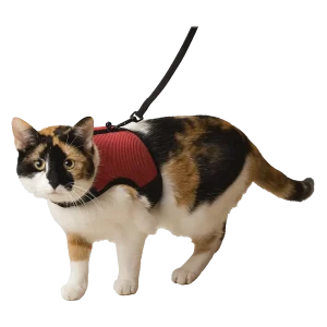 Beeztees Loopharnas Comfort Kattentuigje