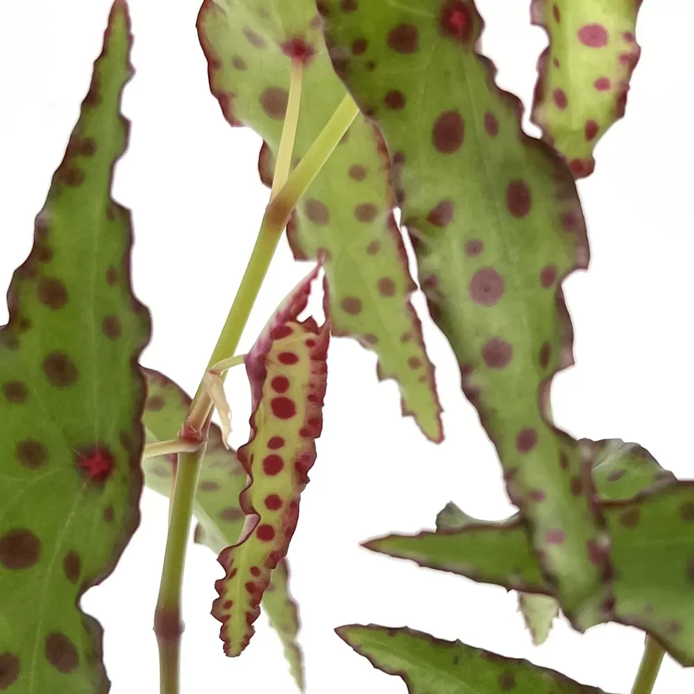 Begonia Amphioxus - Image 2