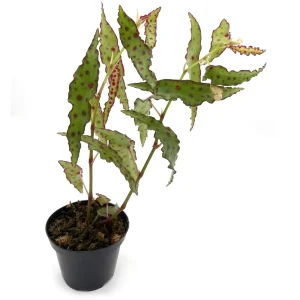 Begonia Amphioxus