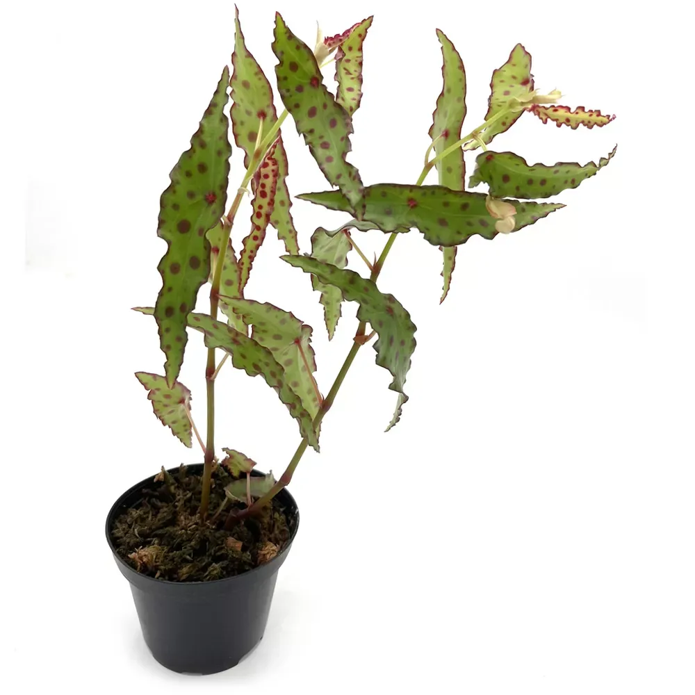 Begonia Amphioxus