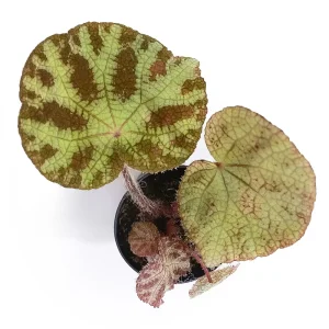 Begonia Arachnoidea white form