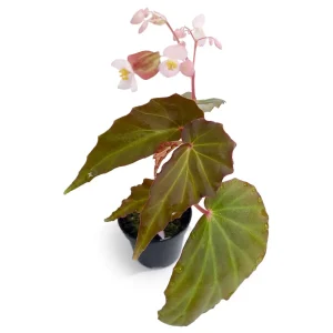 Begonia Borneensis