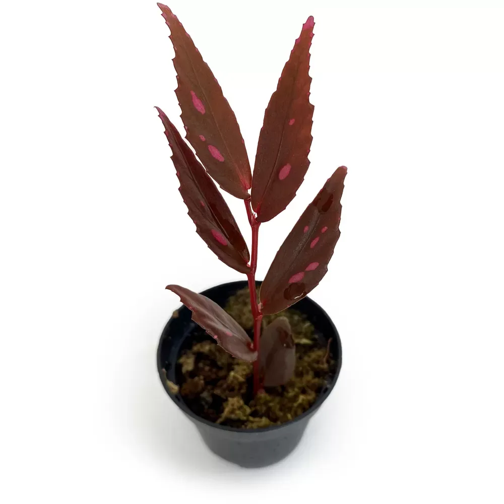 Begonia Julau 2