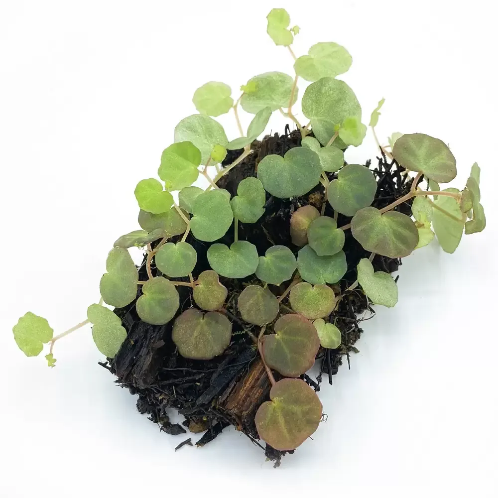Begonia Lichenora