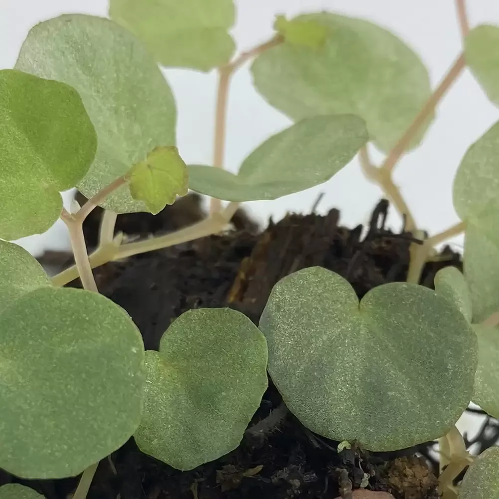 Begonia Lichenora - Image 2