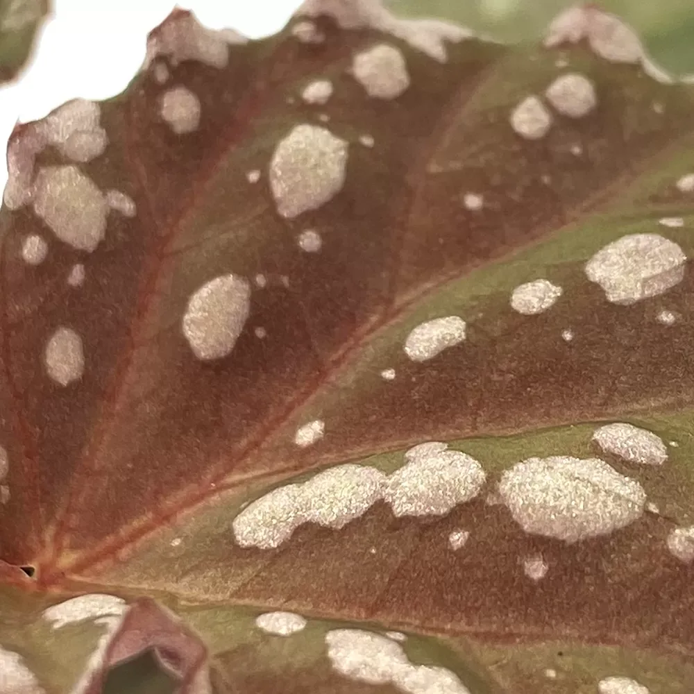 Begonia Minerva - Image 2