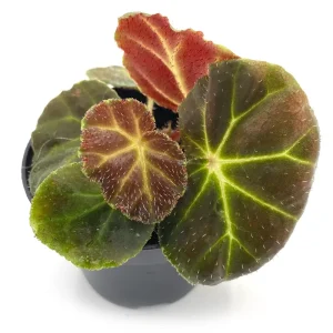 Begonia Olsoniae