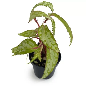 Begonia sp Sarawak