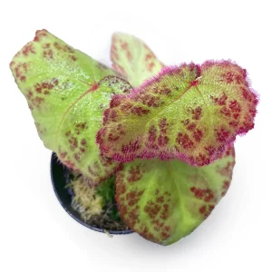 Begonia Sumatra Utura