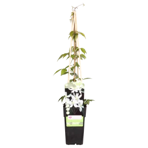 Bergbosrank ‘Grandiflora’ | 1,3,4 stuks