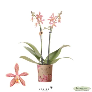 Bijzondere Orchidee Spider, Kleur Oranje, Phalaenopsis Orchideeën