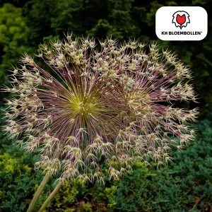 Bijzondere Sier-ui, Ookwel Vuurwerk Allium, Bolvormig met Stervormige bloemen, Kleur Metalic-Paarse Bloemetjes, zak a 5 stuks, Allium Schubertii
