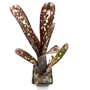 Billbergia Hybrid