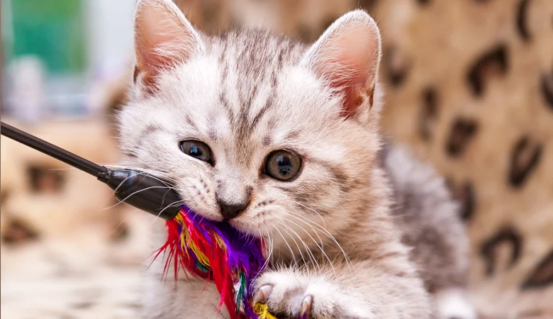 Binnenactiviteiten met je kat: zo houd je jouw binnenkat actief