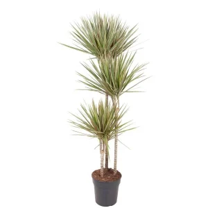 Binnenruimte Dracaena Bicolor | Woestijn sfeer