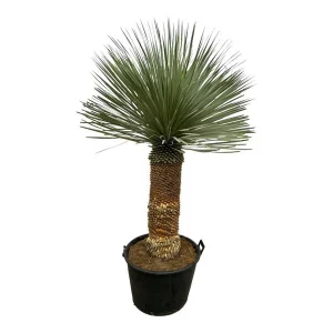 Blauwe palmlelie
