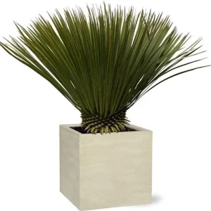 Blauwe palmlelie