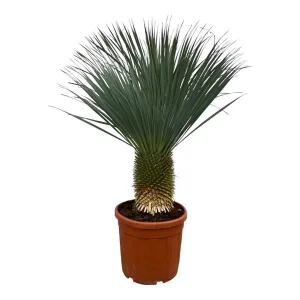Blauwe palmlelie