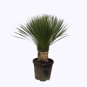 Blauwe Yucca