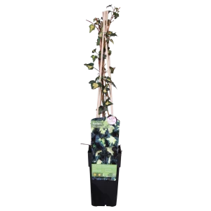 Bonte klimop met goudgele bladeren | 1 of 4 stuks