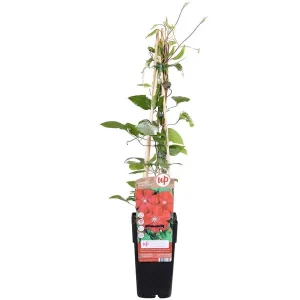 Bosrank met dieprode bloemen | 1,3 of 4 stuks