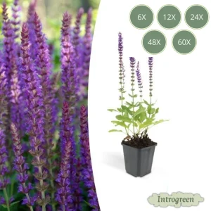 Bossalie ‘Ostfriesland’