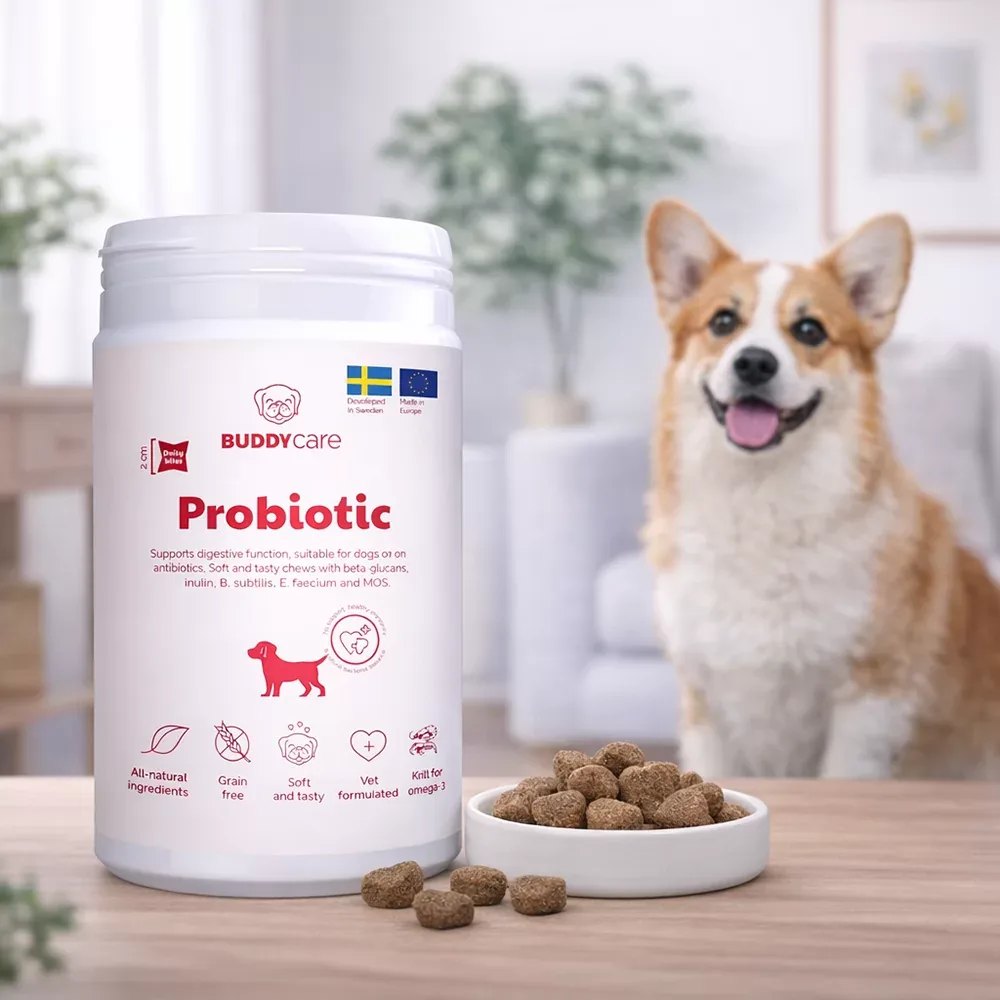 Buddy Care Probiotic - Image 2