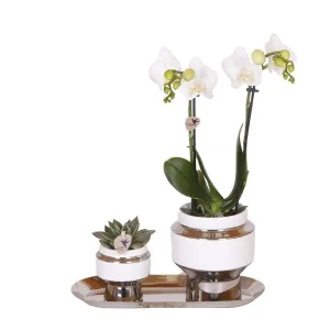 Cadeau-Tip! Kamerplantenset, Orchidee Amabilis +Succulent op smalle Zilveren dienblad, Kleur Wit-Groen