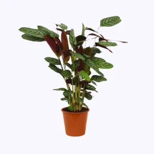Calathea Compactstar pauwenplant voor in uw woning