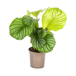 Calathea Orbifolia