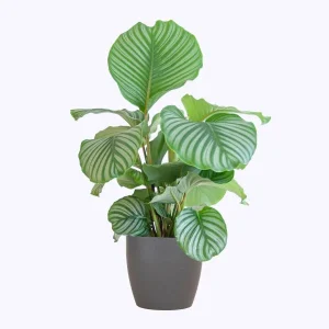Calathea Orbifolia met Potter grijs