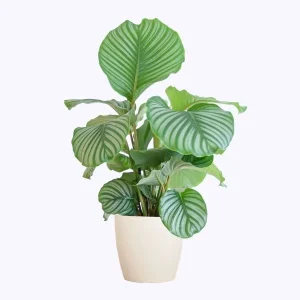Calathea Orbifolia met Potter wit