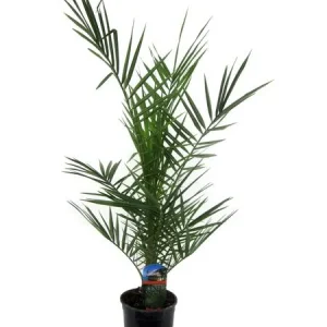 Canarische dadelpalm