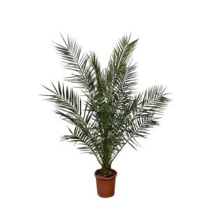 Canarische Dadelpalm