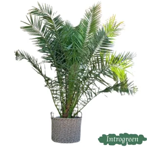 Canarische dadelpalm