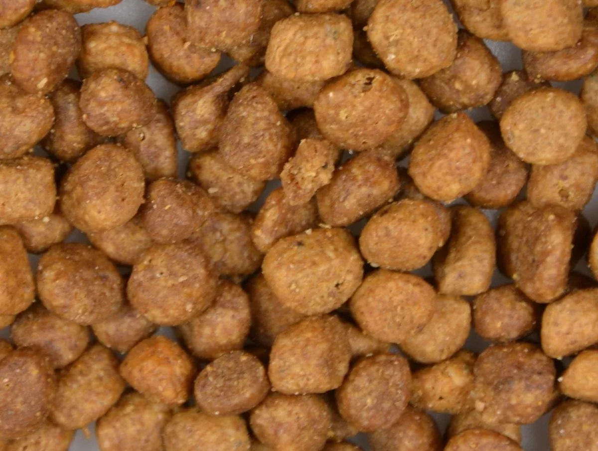 CARNIS - Kitten met kalkoen - Image 2