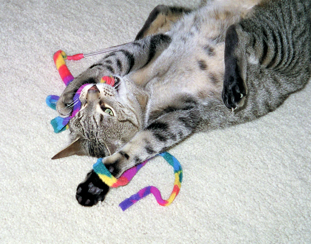 Cat Dancer Cat Charmer - Image 2