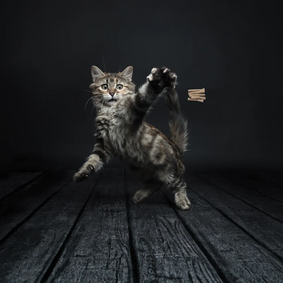 Cat Dancer Deluxe - Image 2