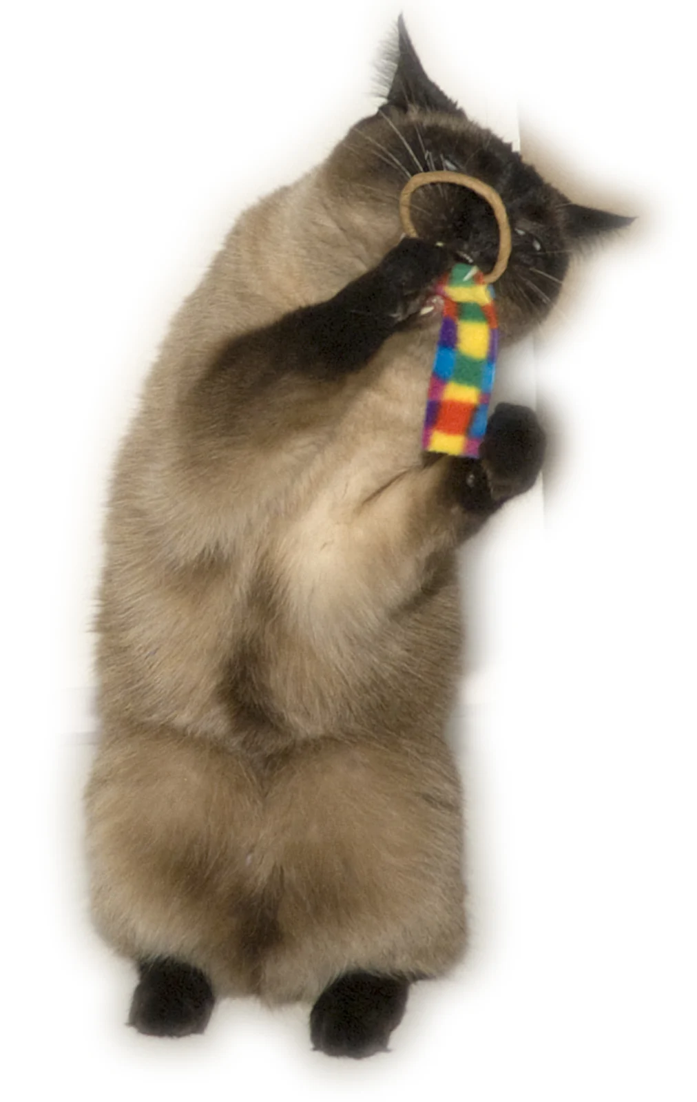 Cat Dancer Ring Tail Chasers (2-Pack) - Image 2