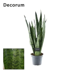 Ceylon Vrouwentong, De Slangenplant, Zwaardachtig Donkergroen Blad met zilverachtige Vlekken/Strepen, Sansevieria Zeylanica