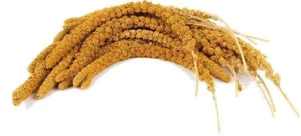 Chinese Trosgierst Geel (doos 15 kg)