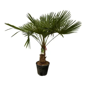 Chinese Waaierpalm