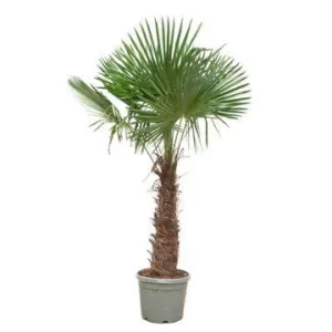 Chinese Waaierpalm