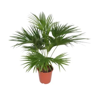 Chinese waaierpalm - (Livistona Chinensis) voor binnen- Statige palmboom