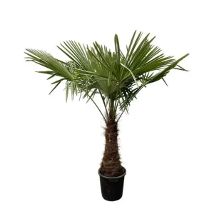Chinese windmolenpalm