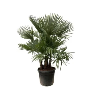 Chinese Windmolenpalm Multi Stam