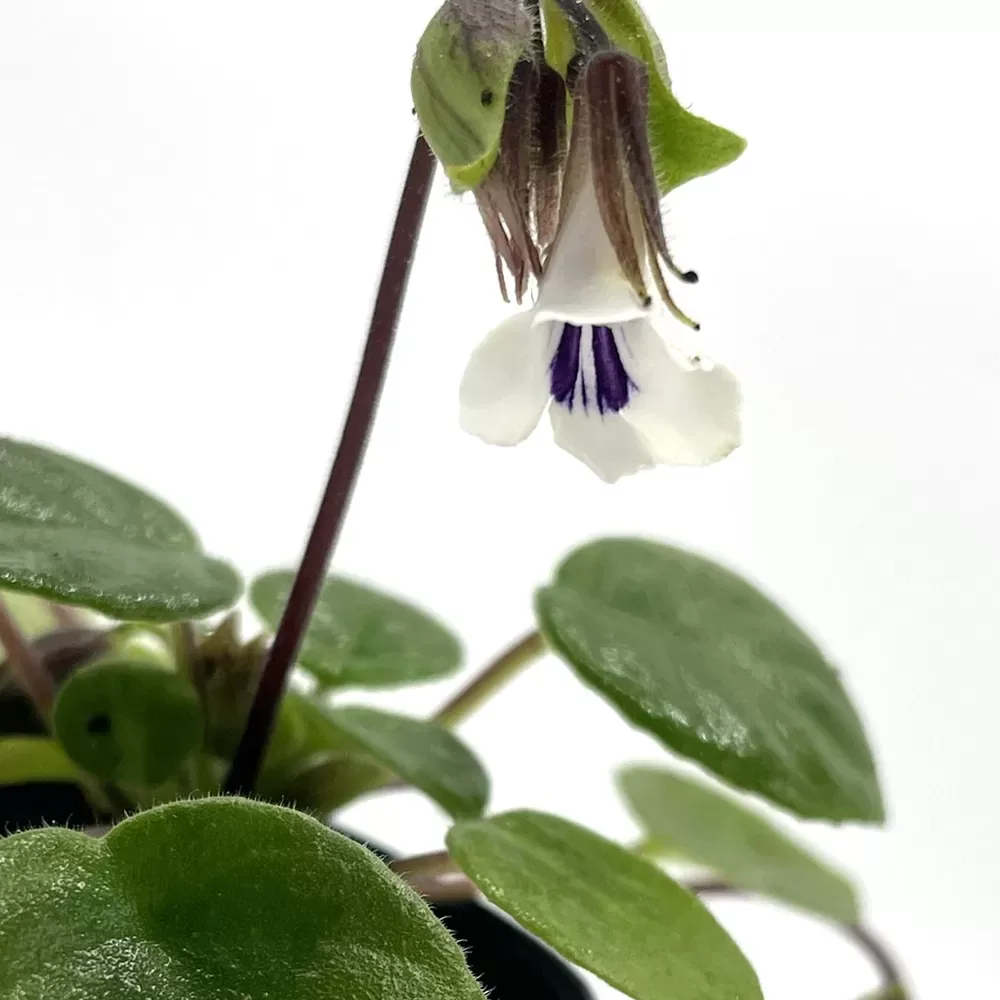 Chirita tamiana - Image 2