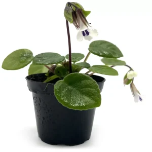 Chirita tamiana
