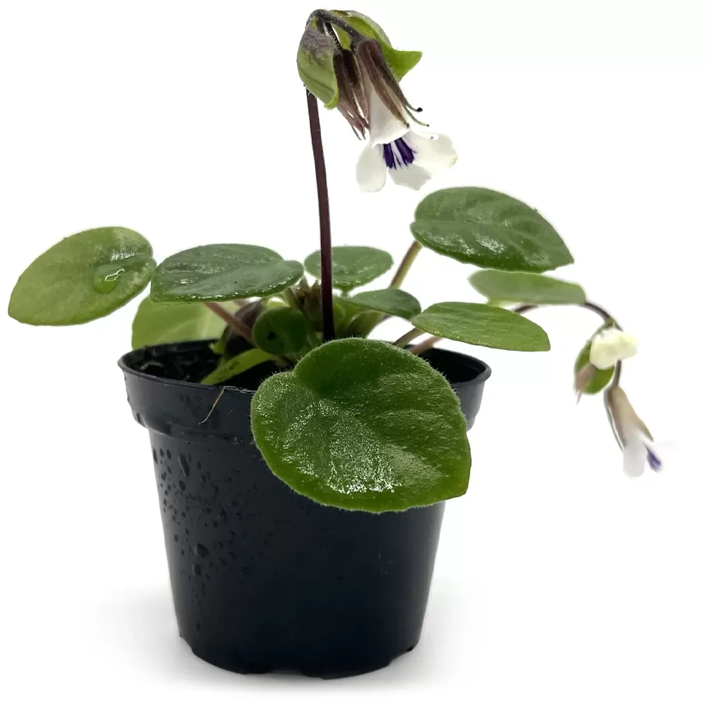 Chirita tamiana