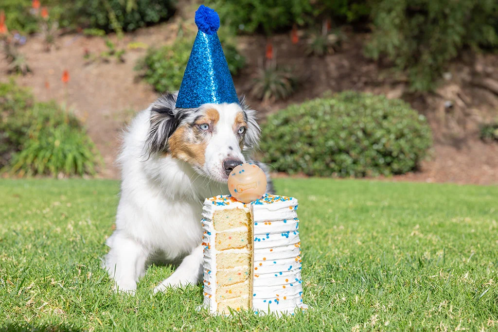 Chuckit! Birthday Fetch Ball M - Image 2